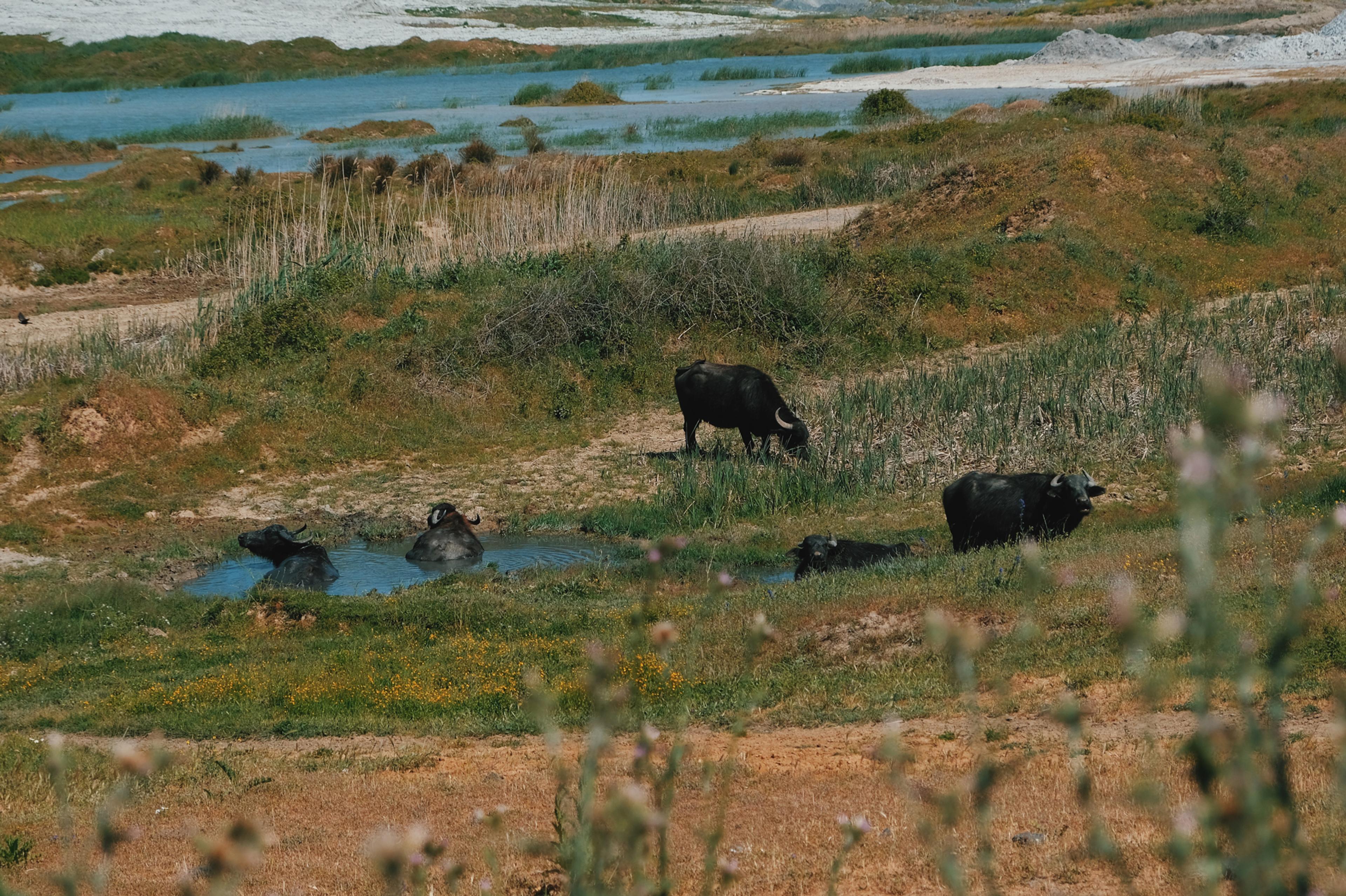 Water buffalo enjoy bathing in wallows amidst the encroaching urbanisation in the outskirts of Istanbul