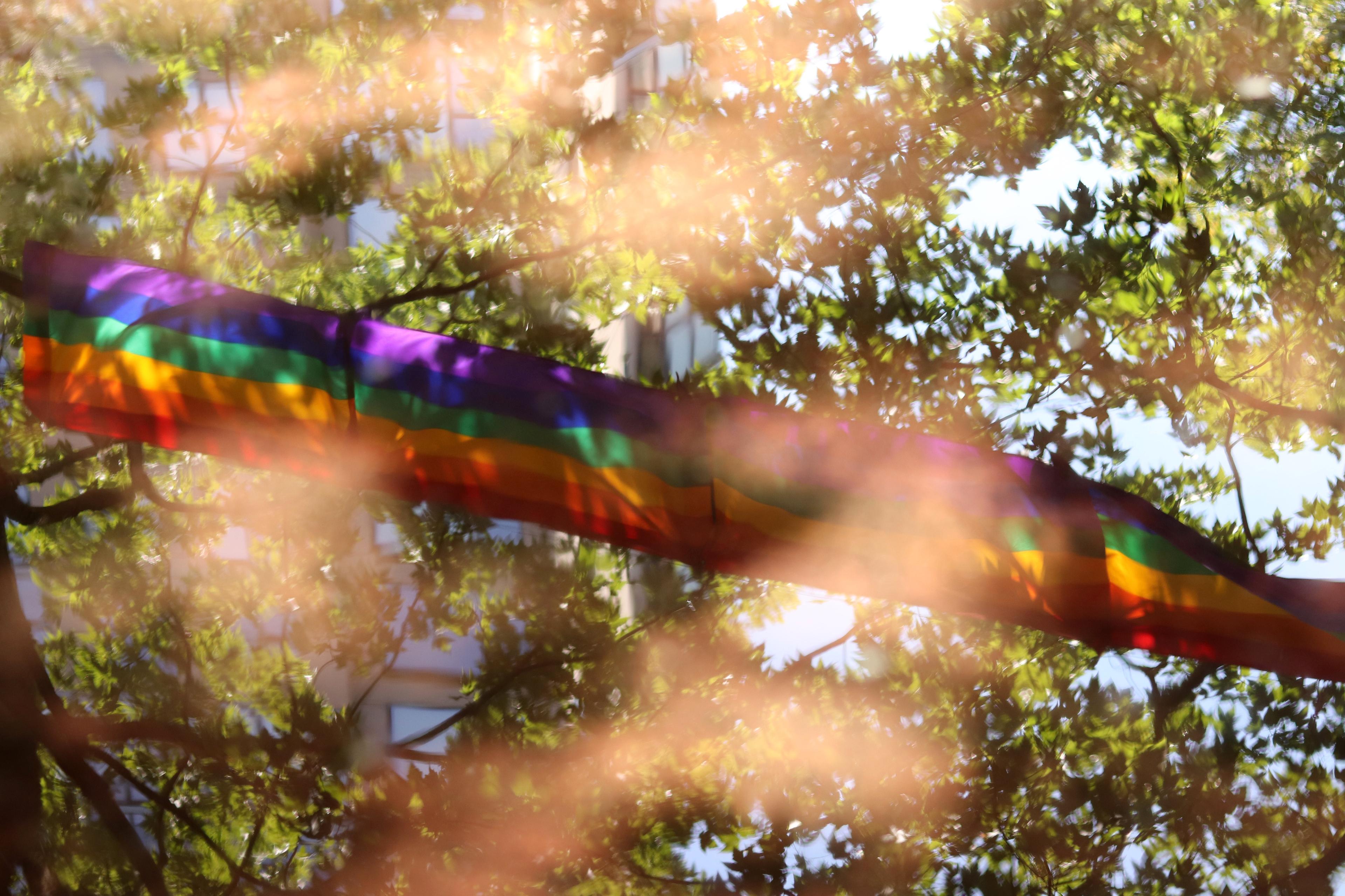 A rainbow flag in a sun-dappled tree