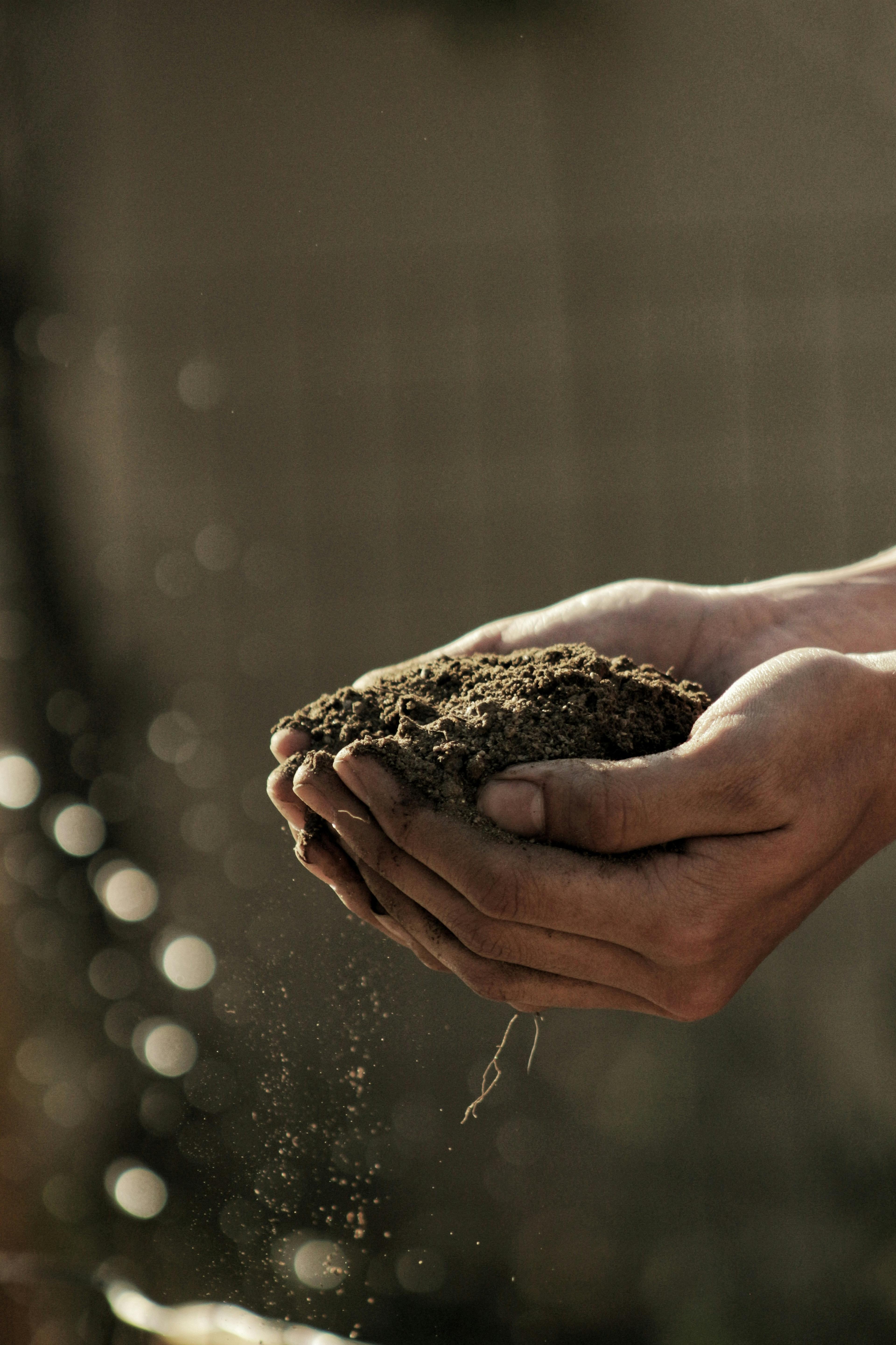 A pair of dirty hands holding a mound of dirt