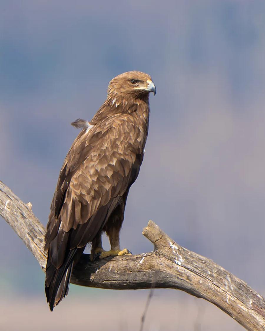 Fauna at Lake Kerkini