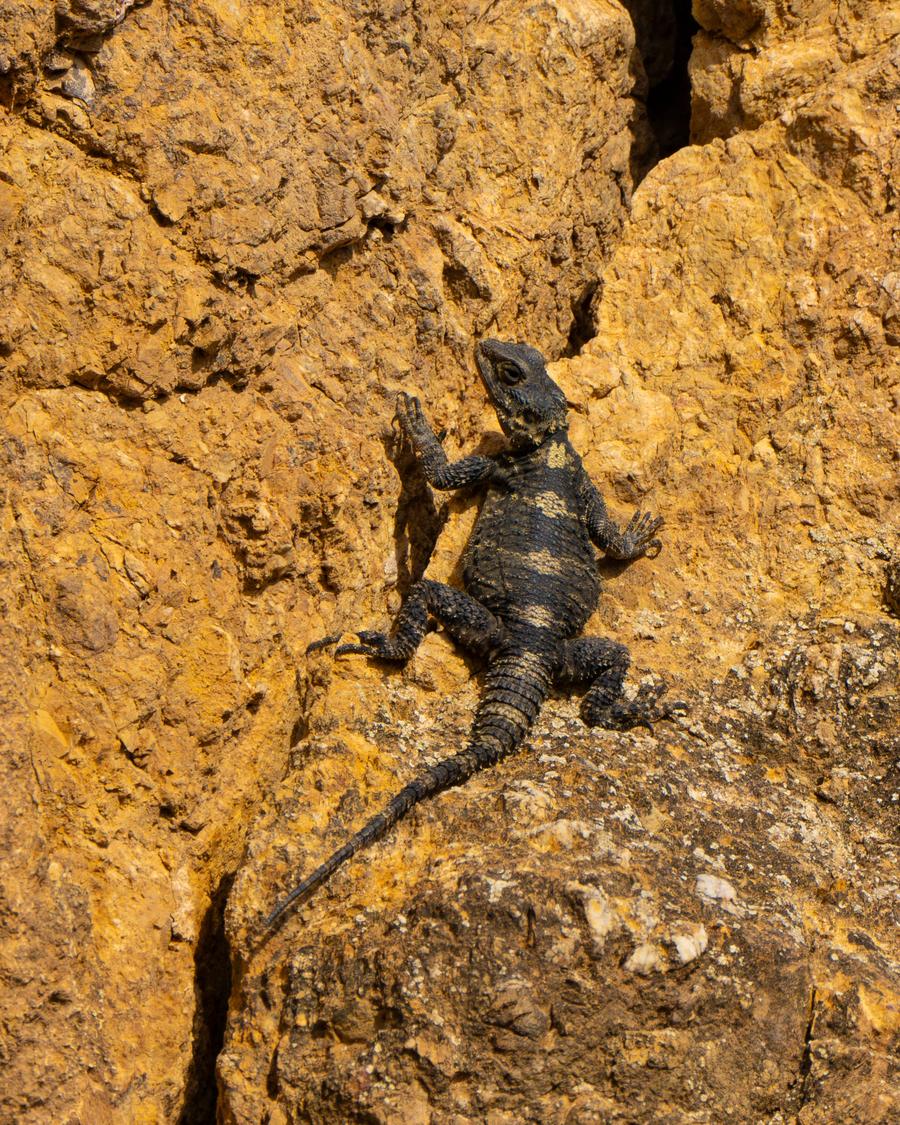 Reptiles & Amphibians