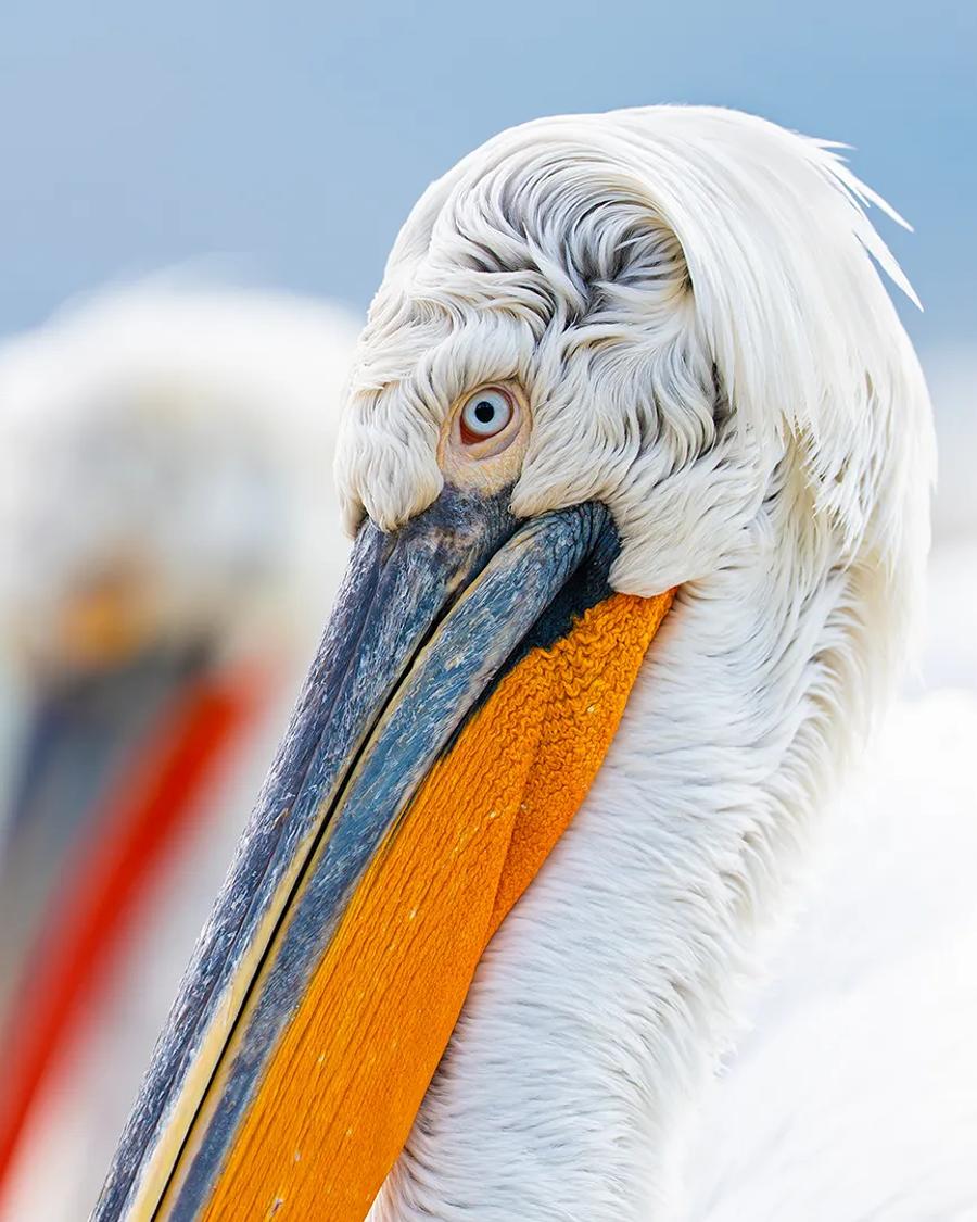 Birds