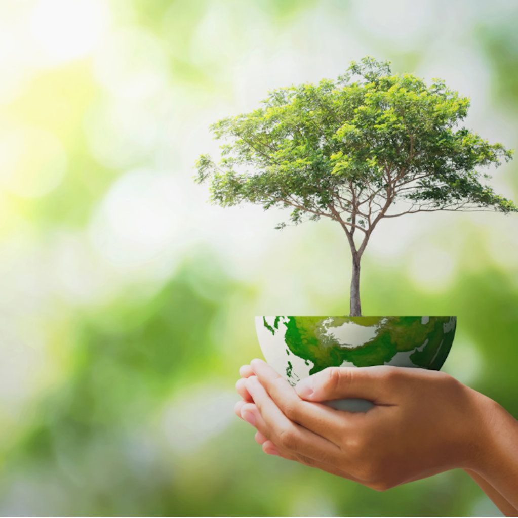 ♻️ Compostable vs Biodegradable: What's the Difference?