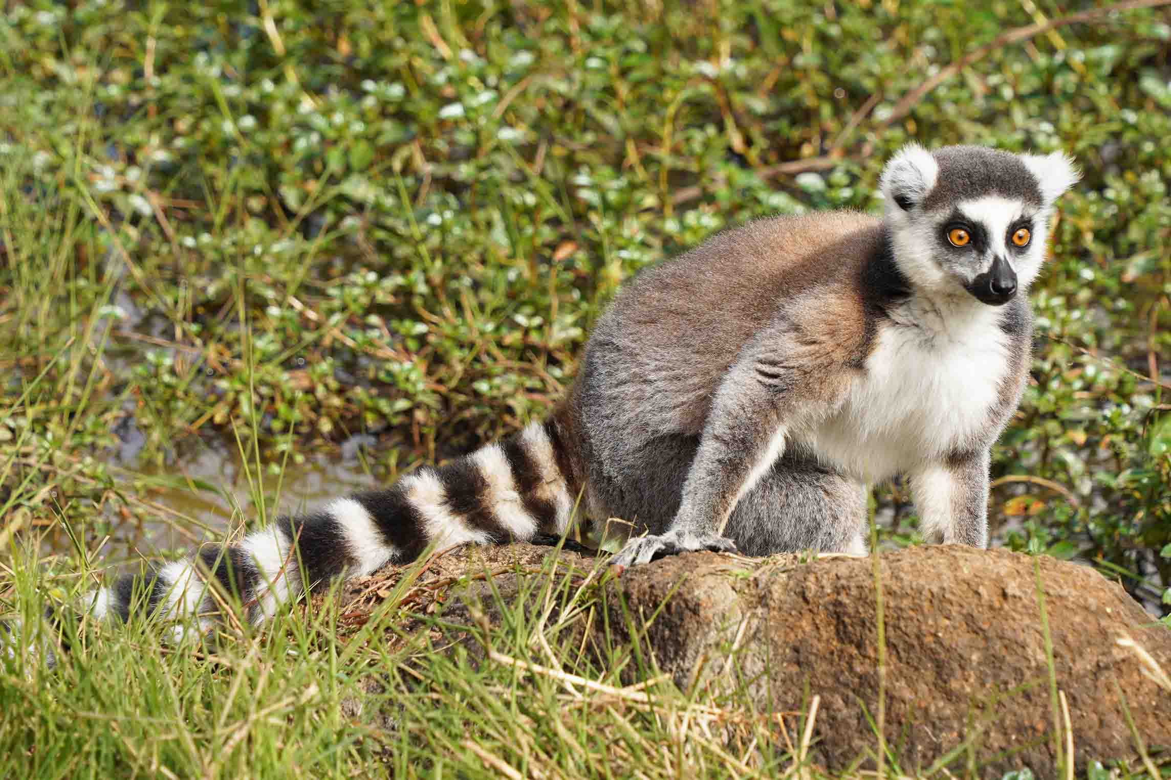 Ring-tailed lemur in Madagascar