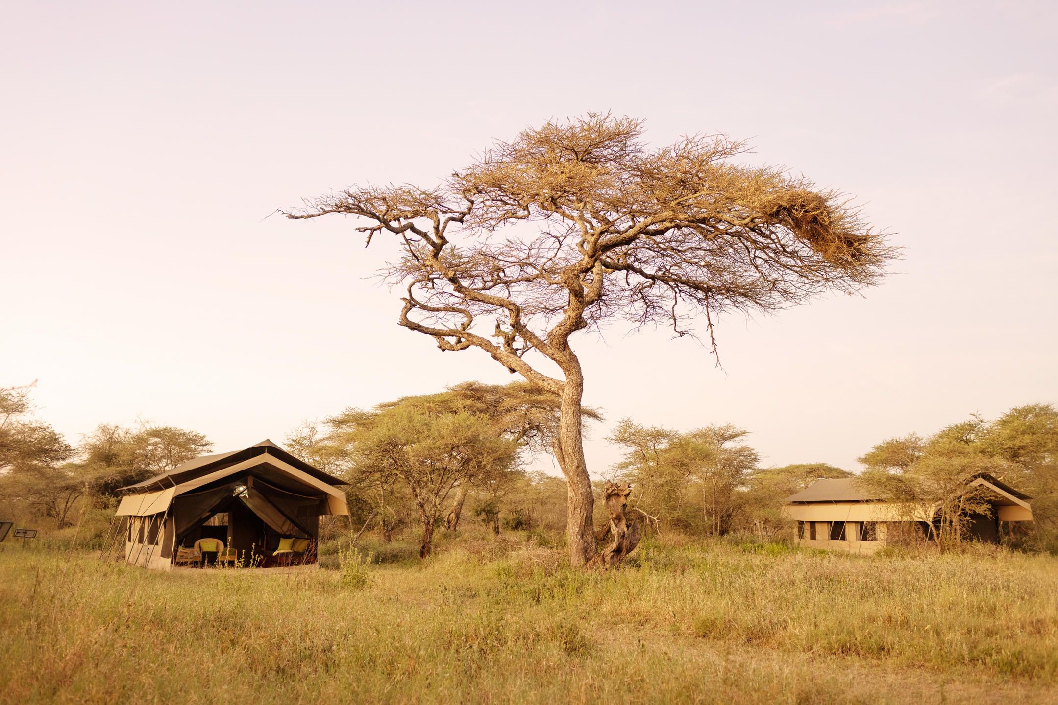 Ndutu Wilderness Camp with two tented luxury camps beside a tall tree in the grassland