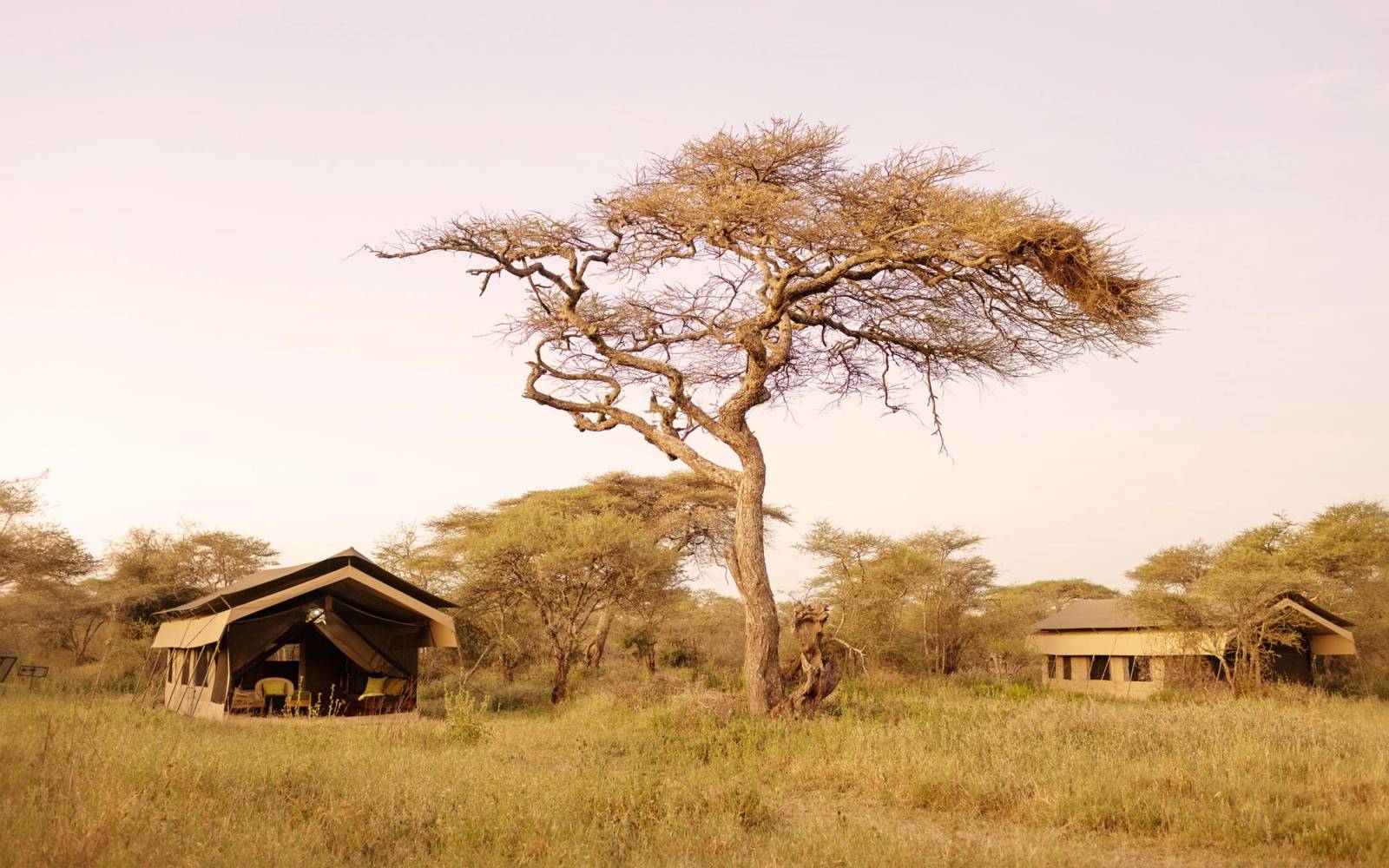 Ndutu Wilderness Camp with two tented luxury camps beside a tall tree in the grassland