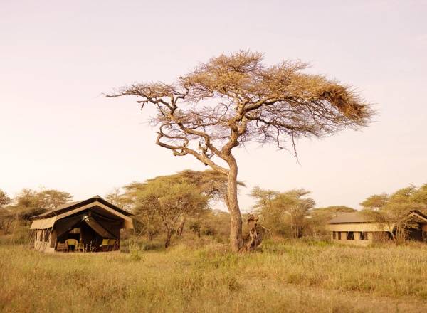 Ndutu Wilderness Camp with two tented luxury camps beside a tall tree in the grassland