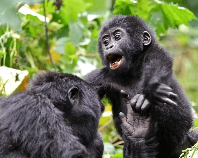 Buhoma Lodge: 3 Night Fly-In Gorilla Safari in Bwindi