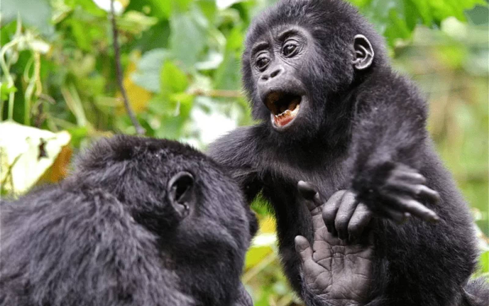 Buhoma Lodge: 3 Night Fly-In Gorilla Safari in Bwindi