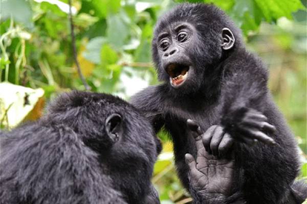 baby gorilla playing with an adult gorilla in the forest
