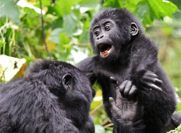 Baby gorilla playing with adult gorilla in forest