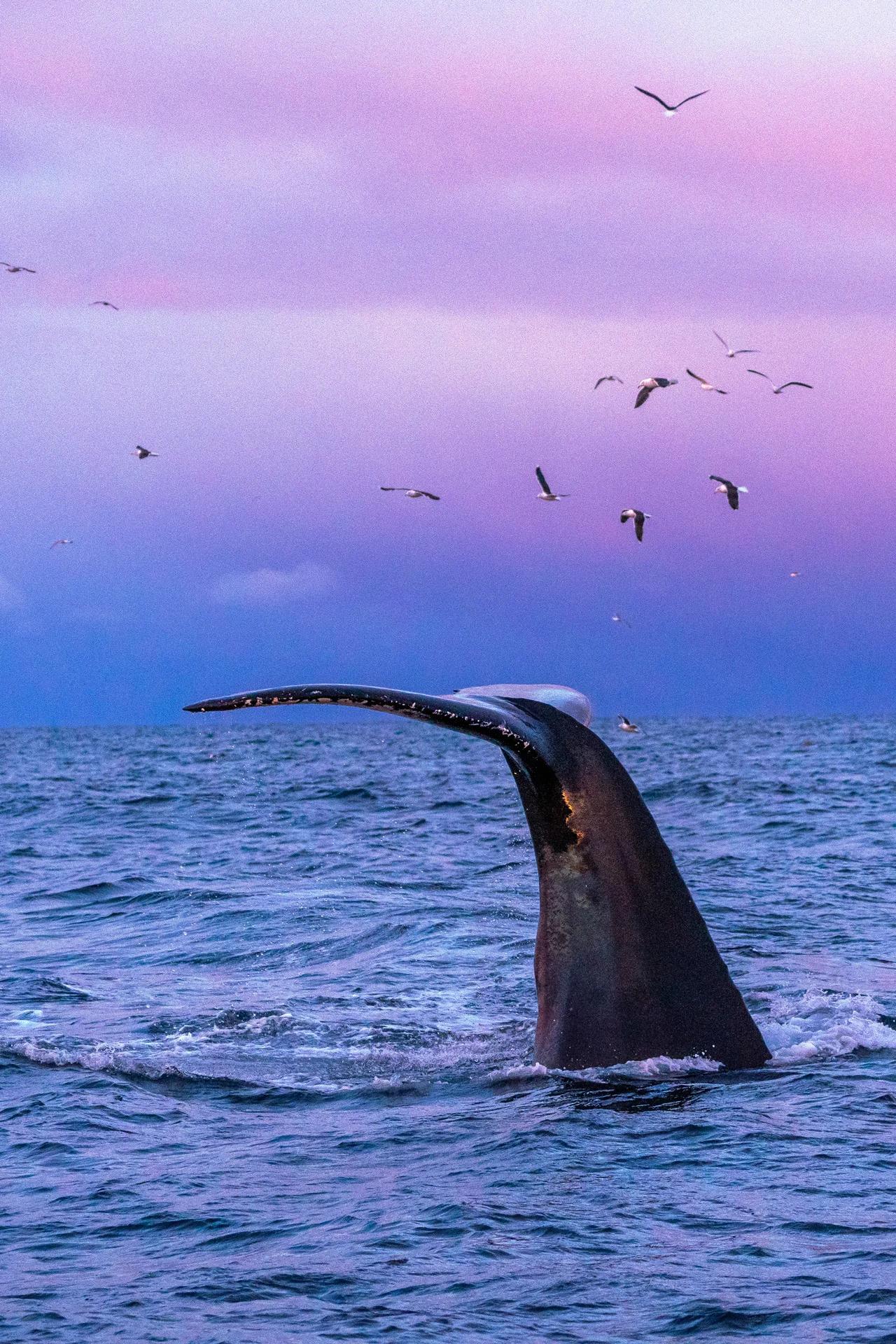 Whale Tale - Norway