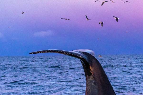Whale Tale - Norway