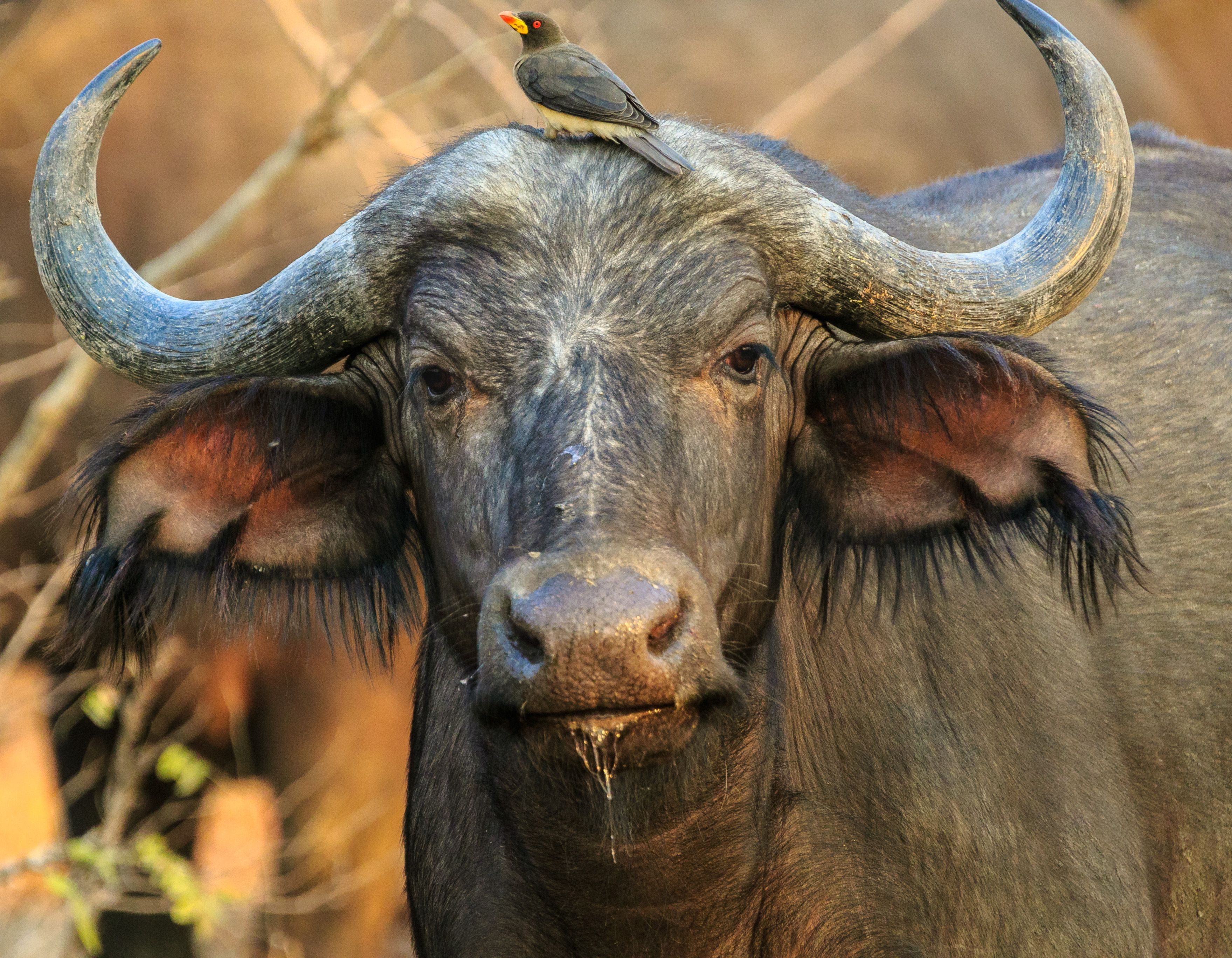 A buffalo looks curiously at the camera
