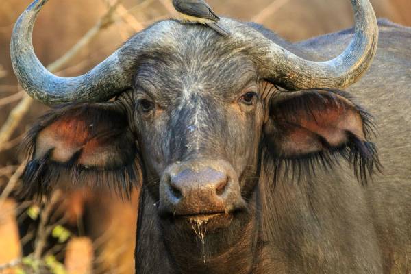 A buffalo looks curiously at the camera