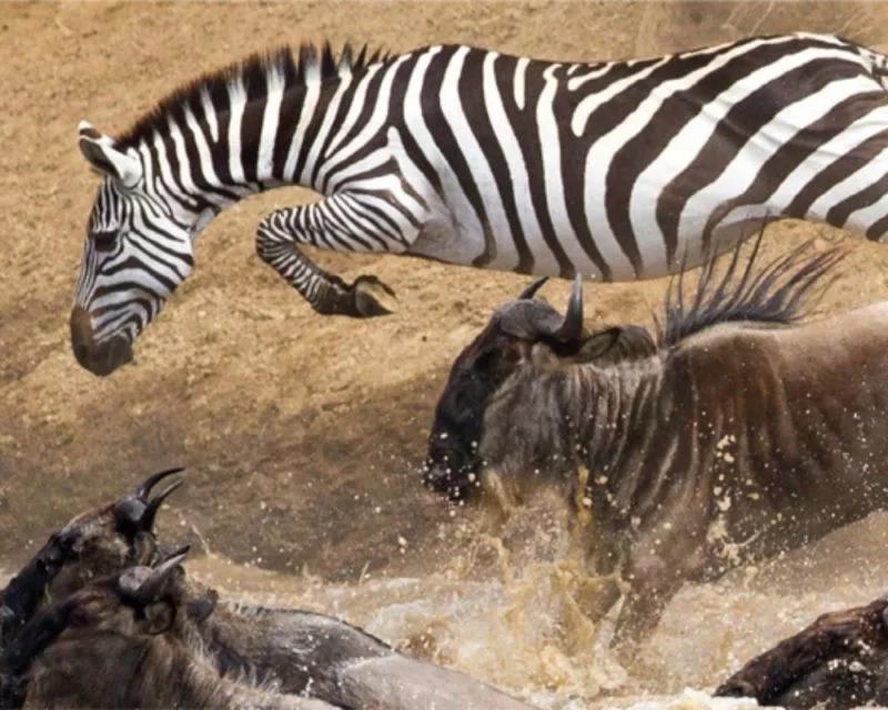 Zebra and buffalo jumping into river
