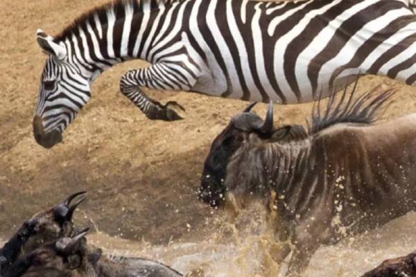 Zebra and buffalo jumping into river