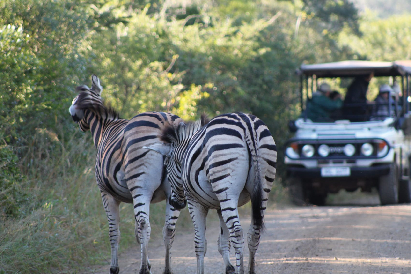 Two zebra and game drive car in the background