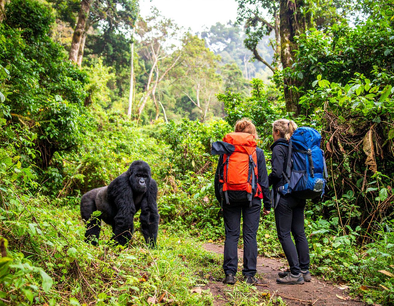 Large gorilla in the forest with two hikers standing watching