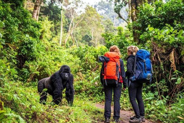 Large gorilla in the forest with two hikers standing watching