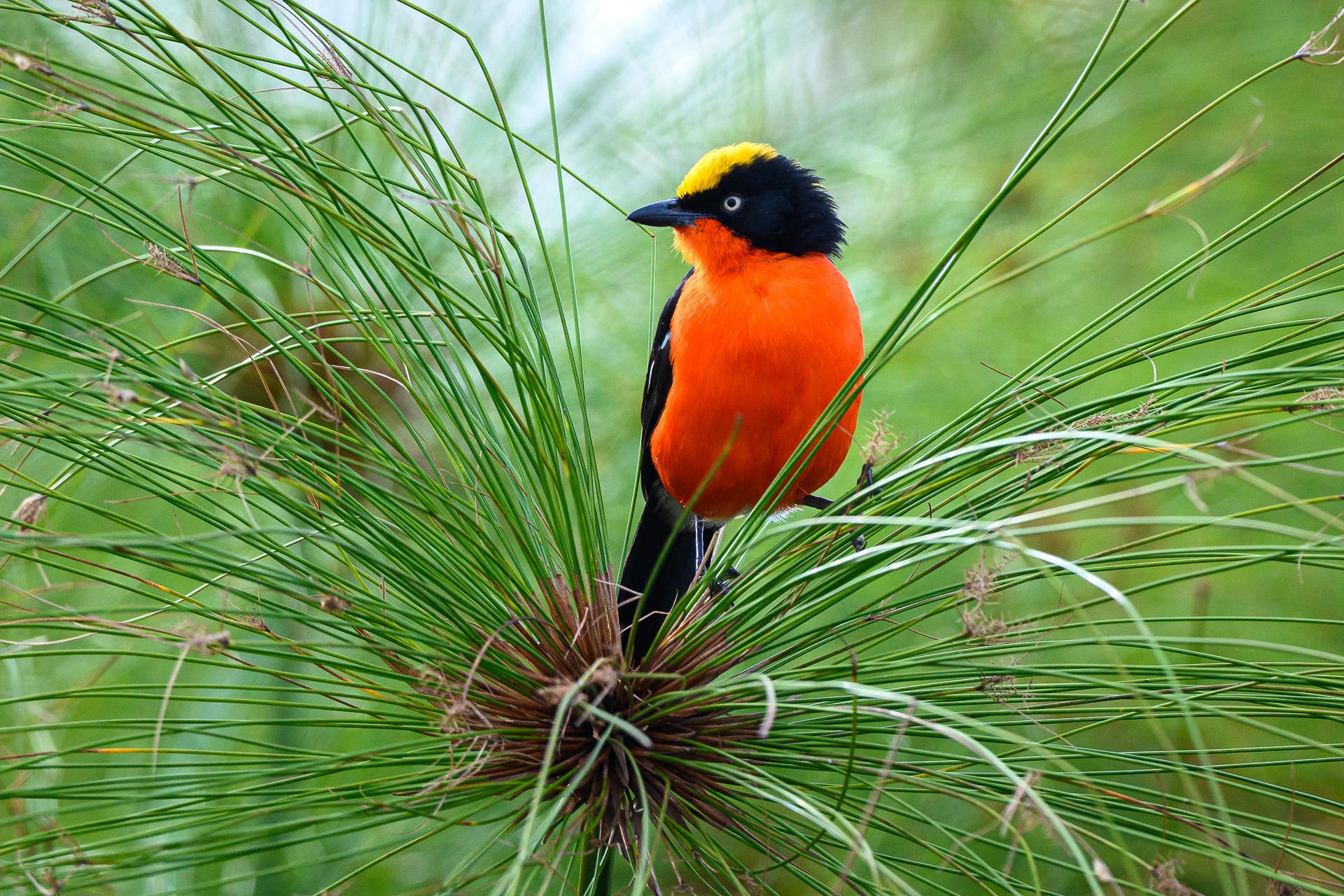 Red breasted bird perched in greenery
