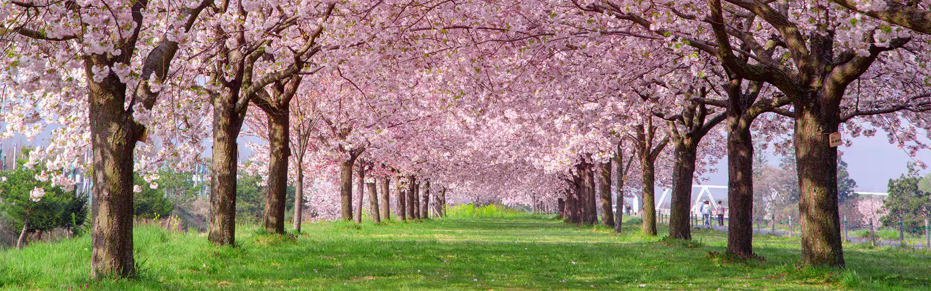 A scenic path lined with pink cherry blossom (sakura) trees in full bloom under bright daylight.