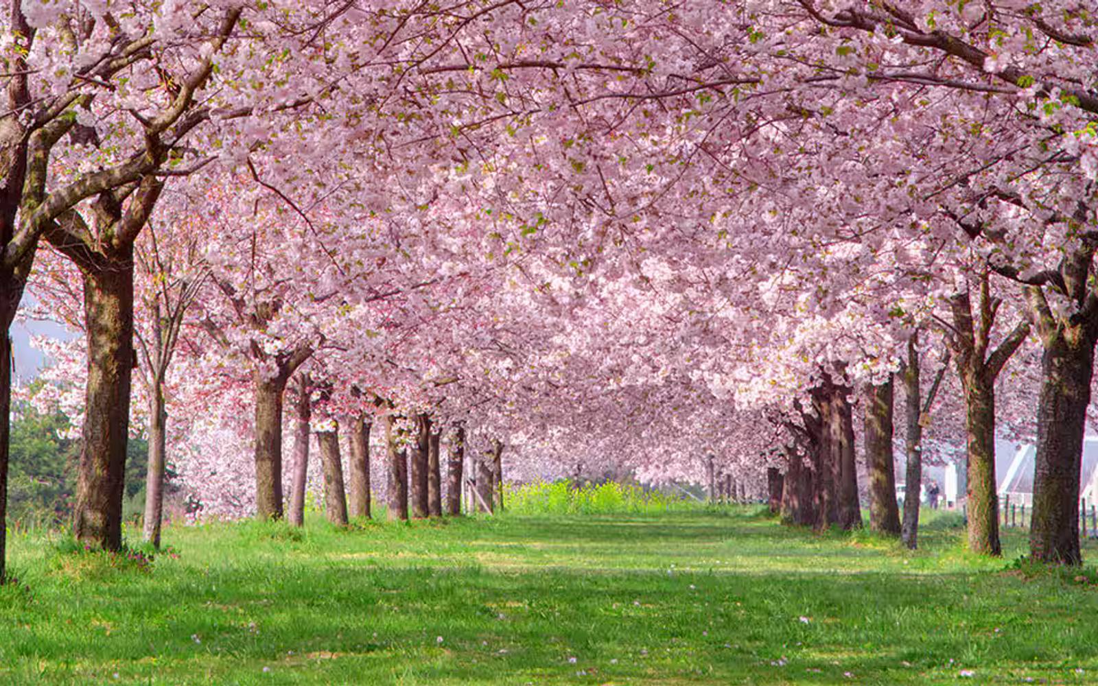 9-day Luxury Cruise Seoul to Tokyo on Norwegian Jade
