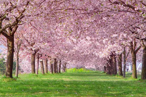A scenic path lined with pink cherry blossom (sakura) trees in full bloom under bright daylight.