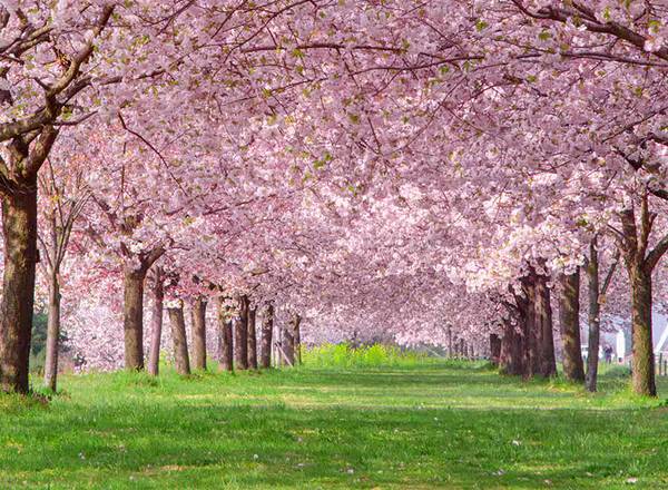 A scenic path lined with pink cherry blossom (sakura) trees in full bloom under bright daylight.