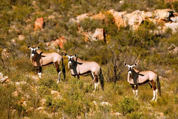 Three gemsbok in green shrubs and bush of Cedarburg mountain