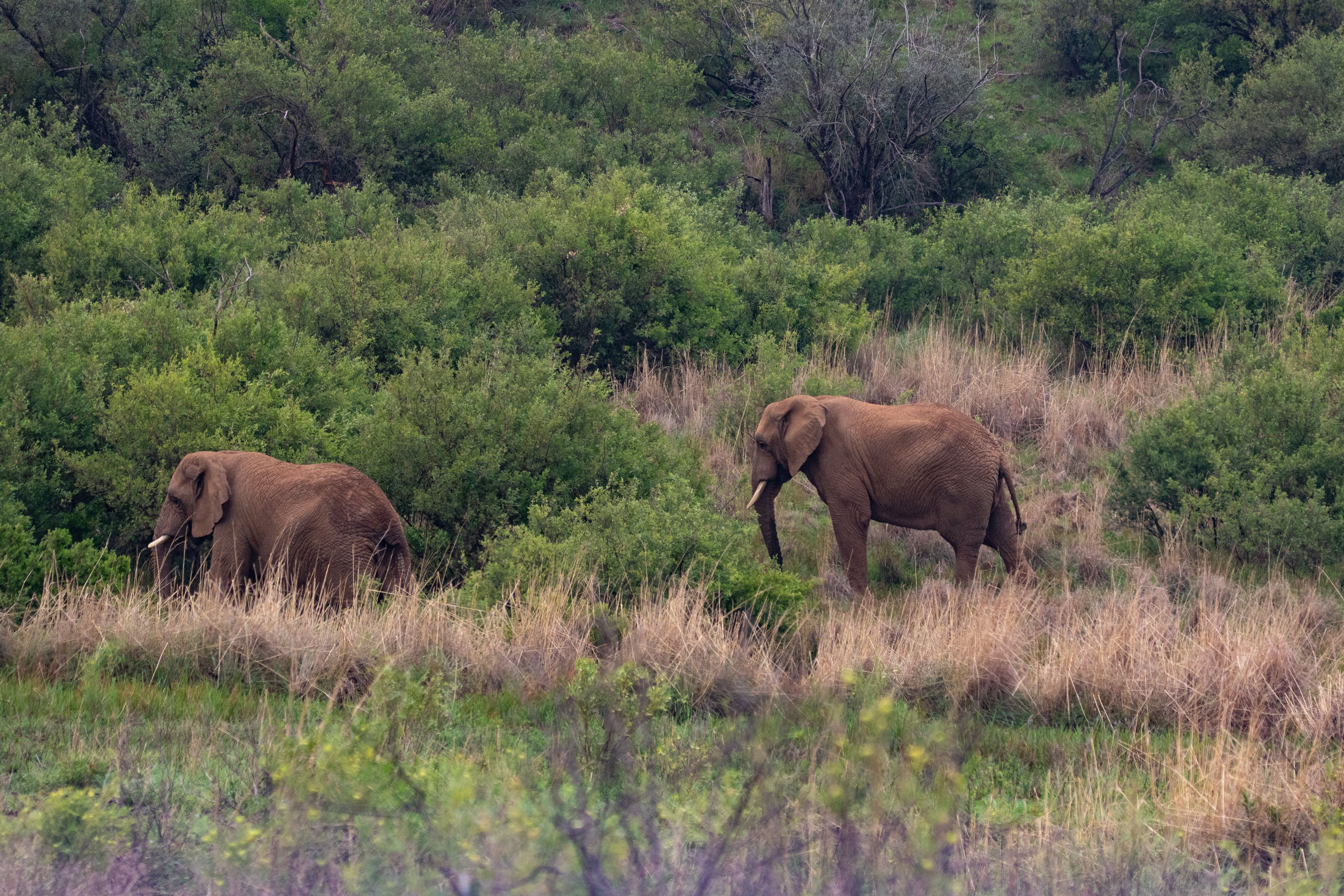 Elephants wander through the African scrib bush