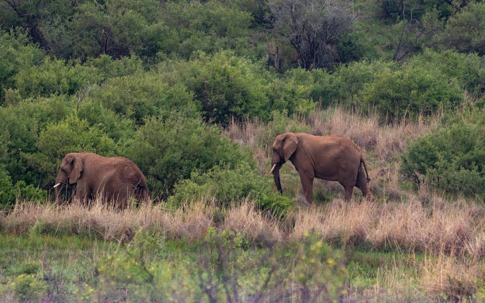 Elephants wander through the African scrib bush