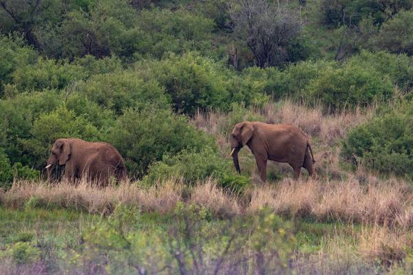 Elephants wander through the green and brown African scrub bush.