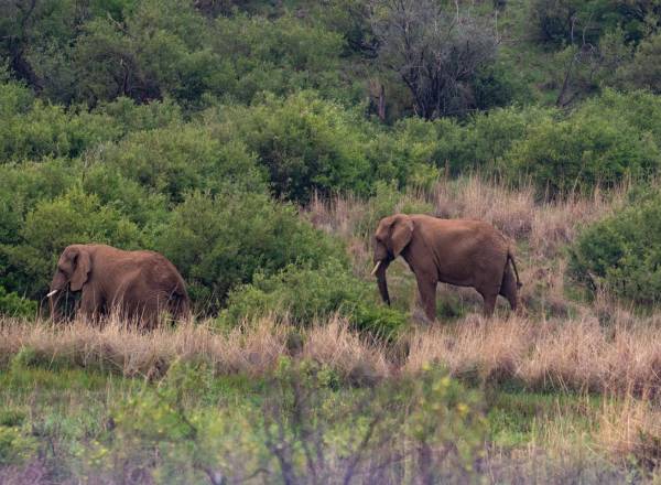 Elephants wander through the African scrib bush