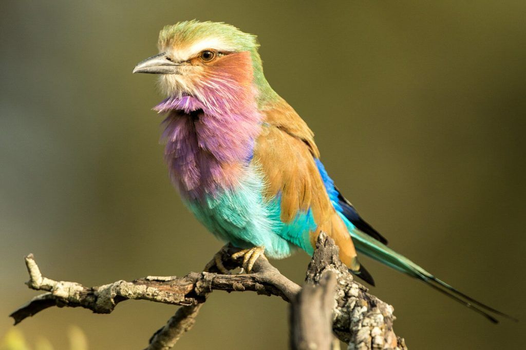 Lilac-breasted Roller bird on branch