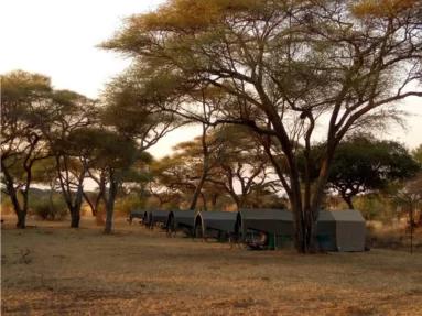 Luxury tented camp under trees in Serengeti