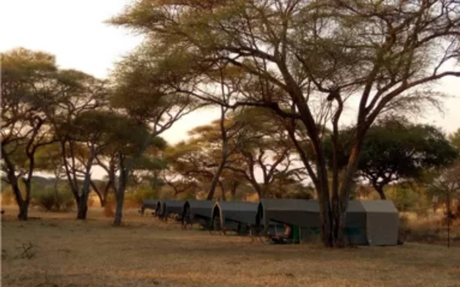 Luxury tented camp under trees in Serengeti