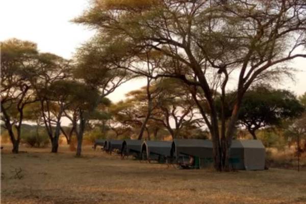 Tall tree with four luxury tents below