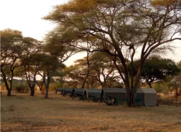 Luxury tented camp under trees in Serengeti