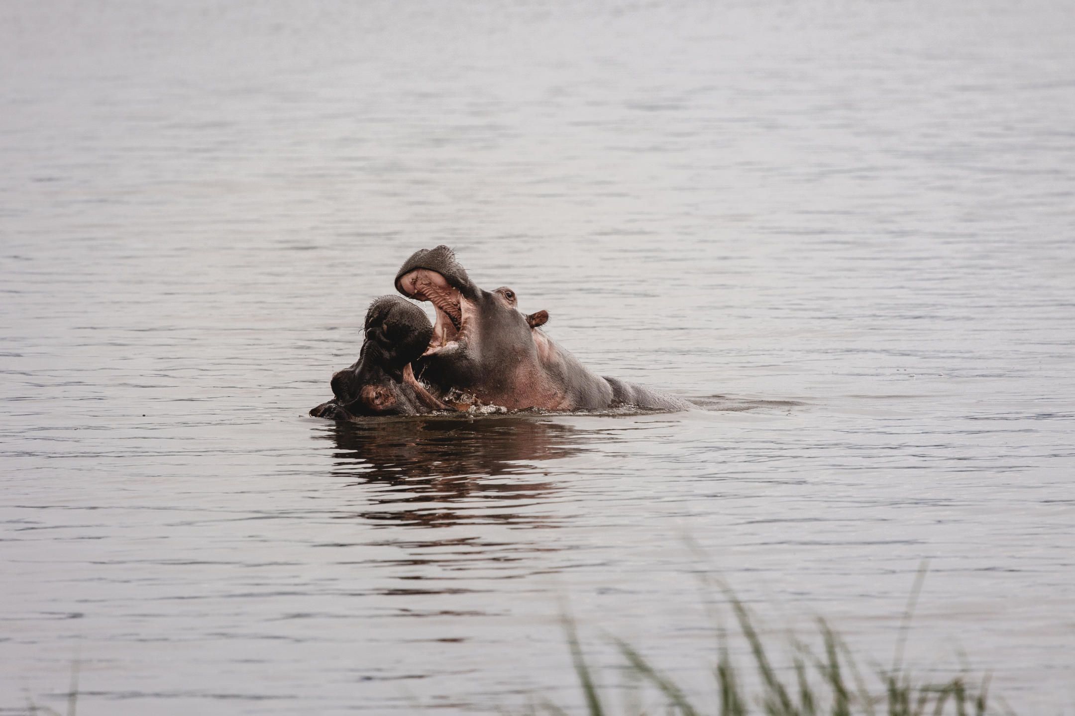 Two hippos with mouths open in water