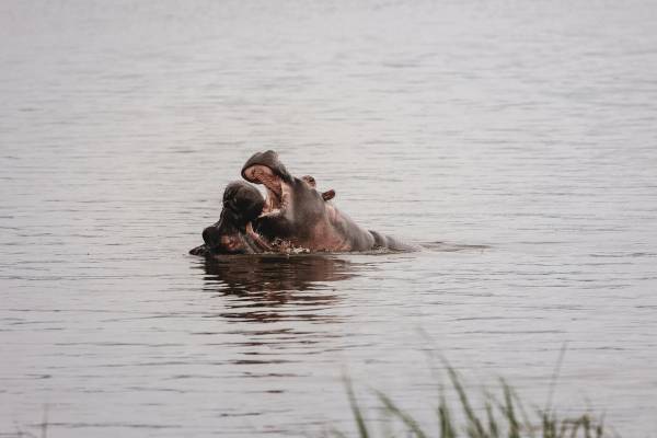 Two hippos with mouths open in water
