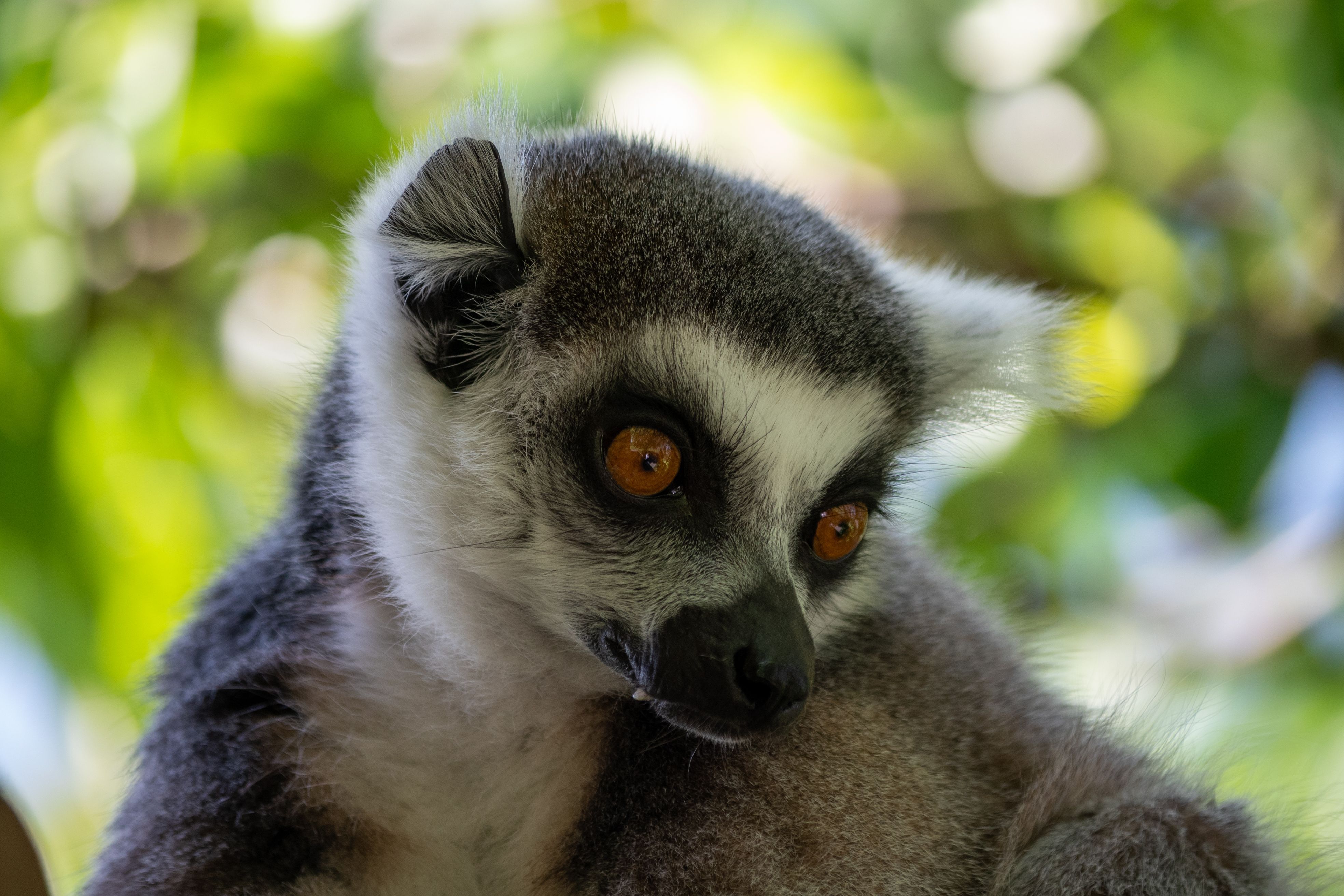 A lemur in greenery