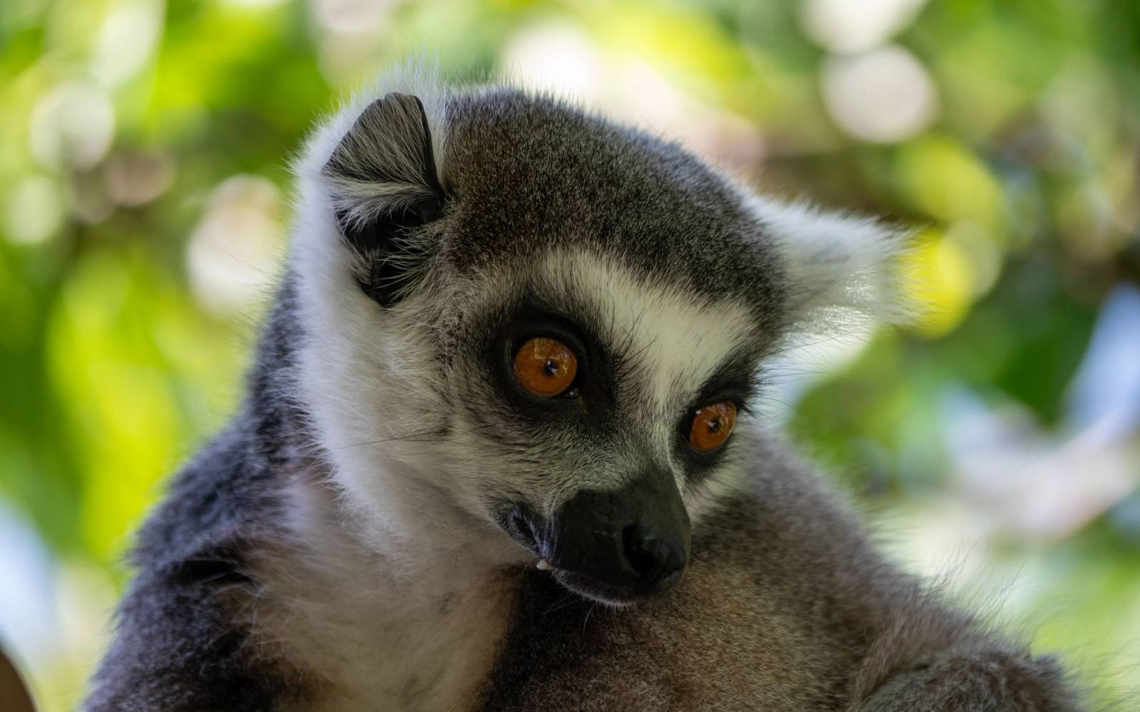 A lemur in greenery