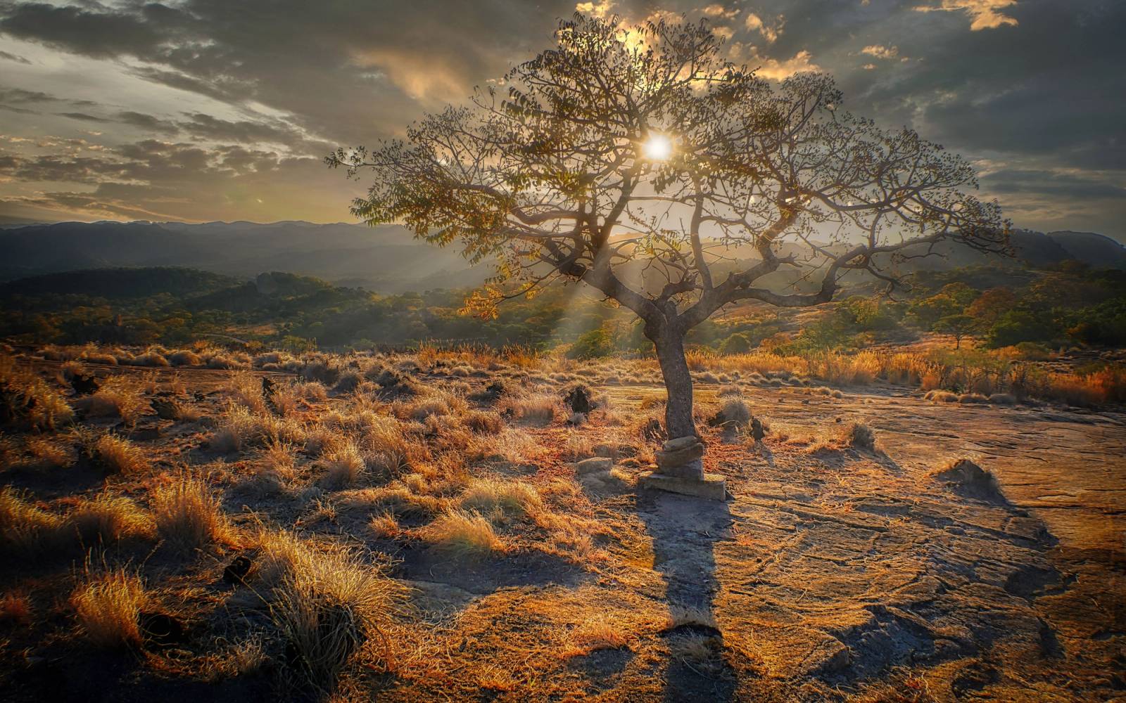 Tree with sun setting over African plain