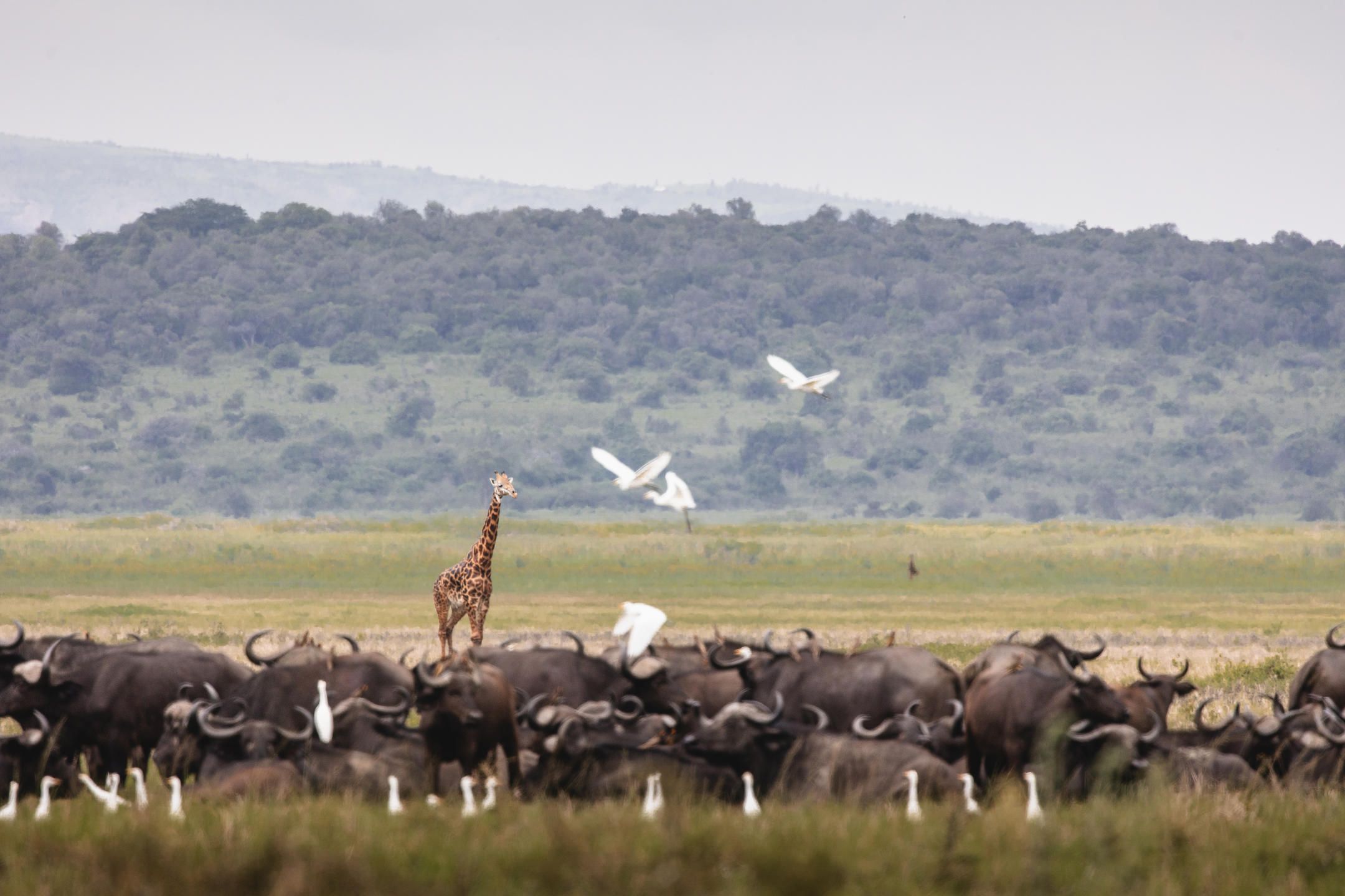 Herd of buffalo and giraffe in the background