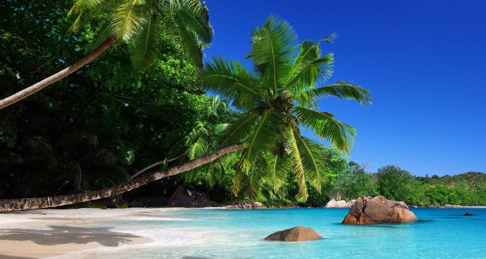 A tropical Seychelles beach with turquoise waters lapping onto beige-white sand with an almost hosrizontally growing palm tree leaning over the water.
