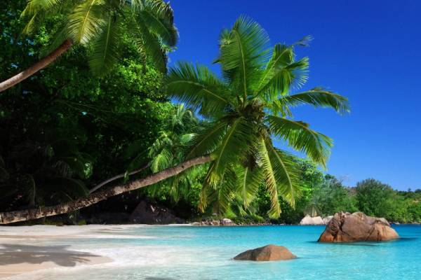 A tropical Seychelles beach with turquoise waters lapping onto beige-white sand with an almost hosrizontally growing palm tree leaning over the water.