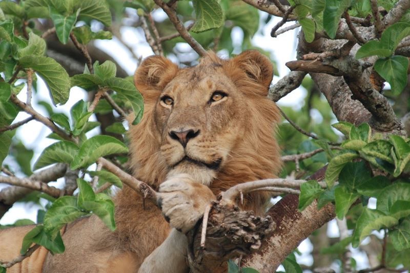 Male lion sitting in a tree