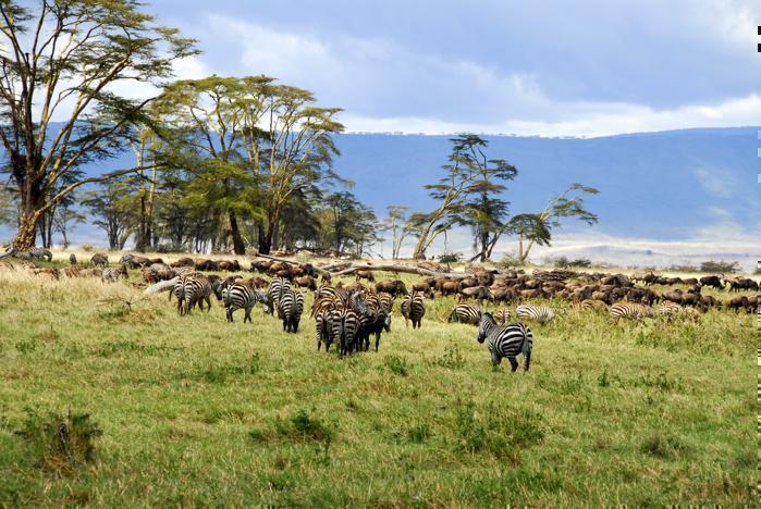 Tanganyika Wilderness Camps: 5 Nights Northern Safari Circuit