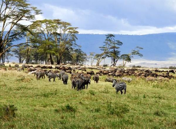 Zebra and buffalo on green African plain